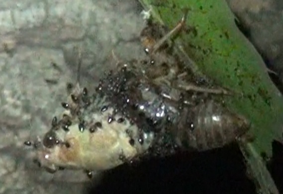 羽化中 蟻に襲われた不運なアブラゼミ_東京多摩地区・団地前のクヌギ_2024年7月23日夜